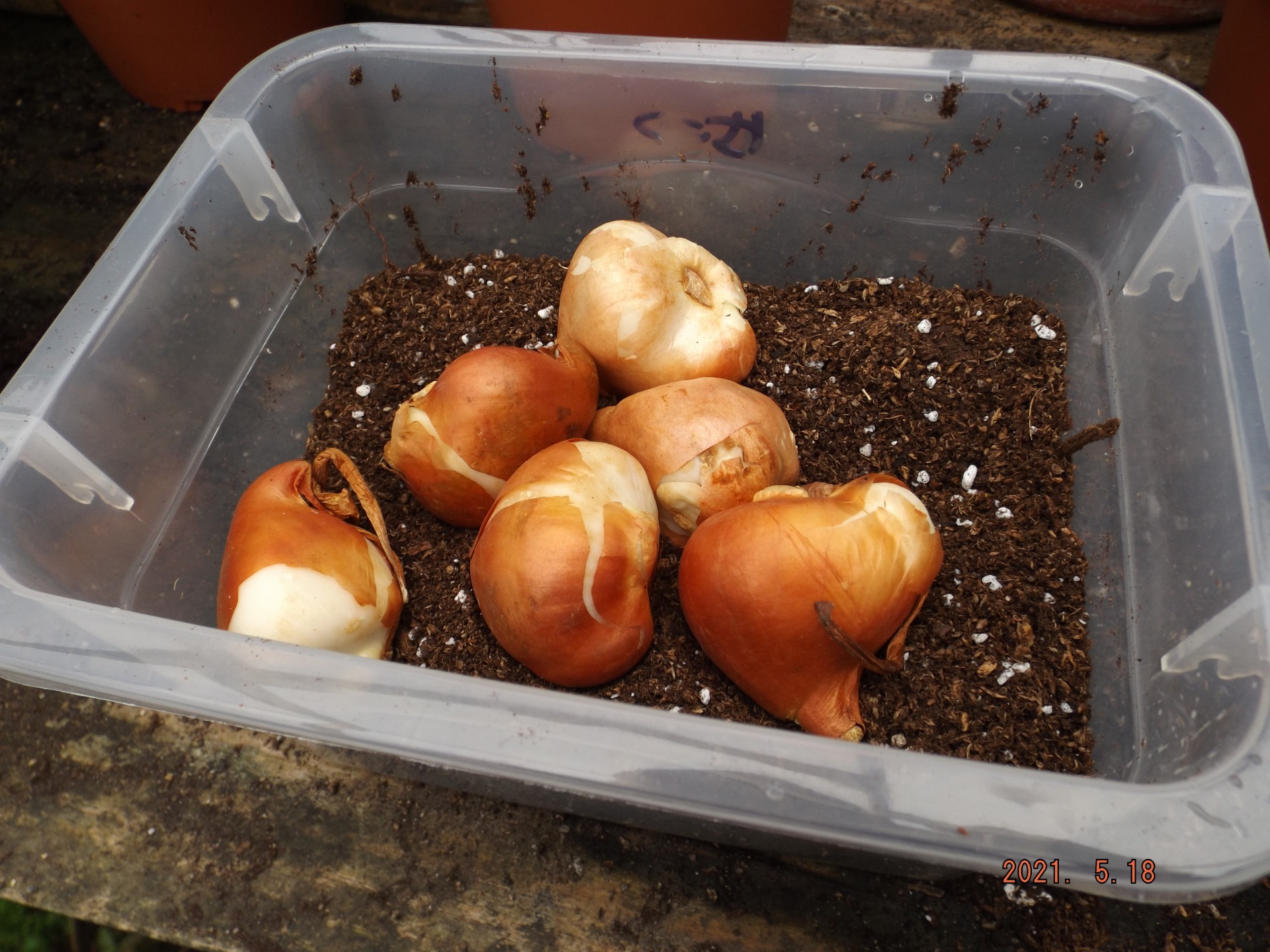 Nuestros tulipanes...